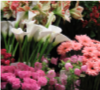 FlowerShops