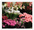FlowerShopsGrande